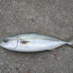 ハマチと呼べるサイズ